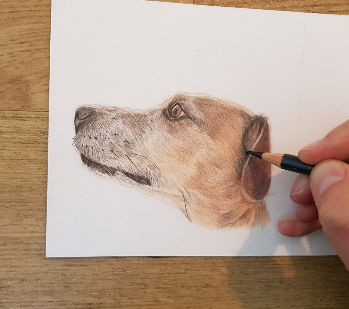 a coloured pet portrait drawing of a golden terrier dog in process with the artist currently using a black pencil to draw the shadows on the ear
