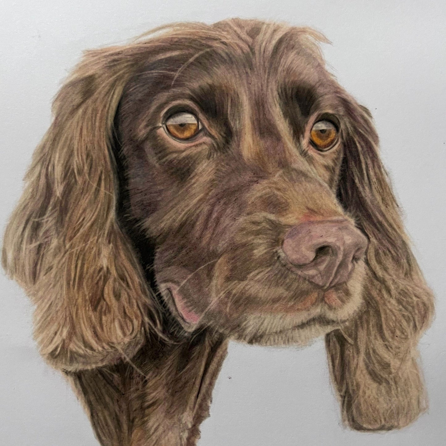 Custom Coloured Pencil Pet Portrait - Hand-Drawn Pet Art, A4 and A3 Sizes, Realistic Pet Drawing, Custom Pet Commission, Unique Gift for Pet Lovers