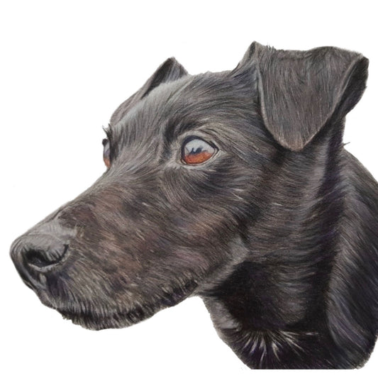 Custom Coloured Pencil Pet Portrait - Hand-Drawn Pet Art, A4 and A3 Sizes, Realistic Pet Drawing, Custom Pet Commission, Unique Gift for Pet Lovers