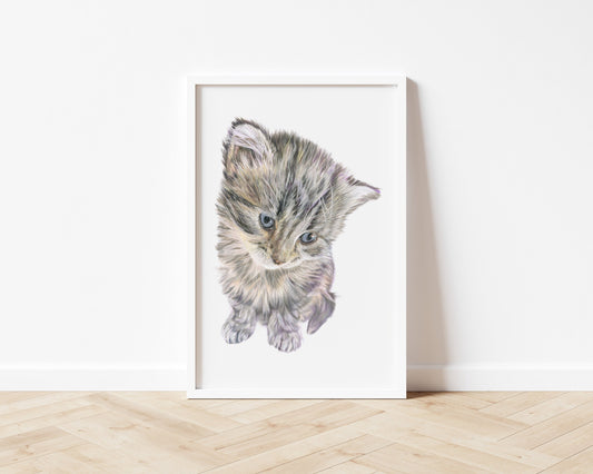 An art print of an original coloured pencil drawing of a gorgeous kitten looking down at the floor with the primary colours being grey